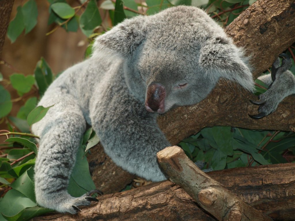 木の上で寝ているコアラの写真