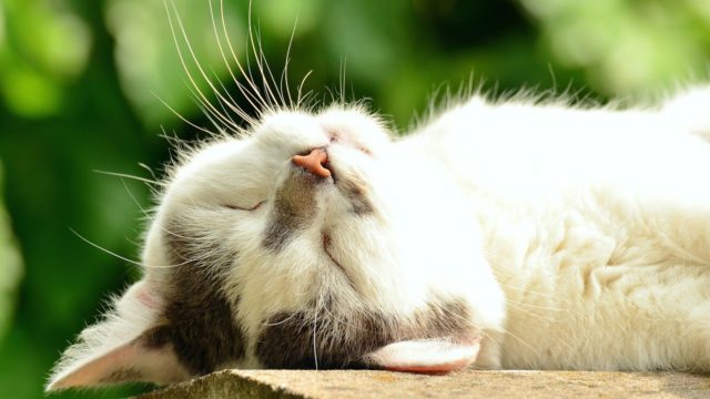 お昼寝している猫の画像